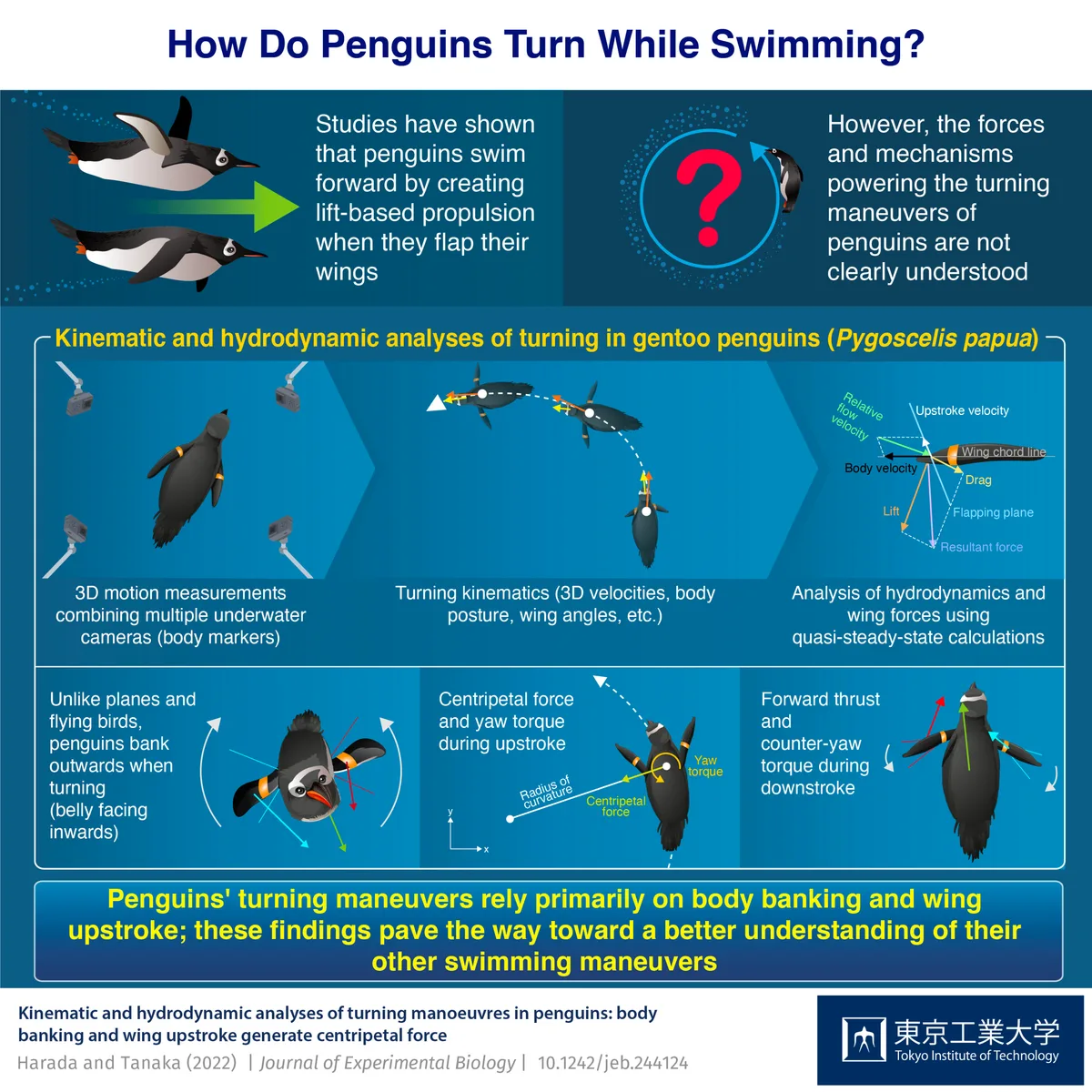 Penguin wings