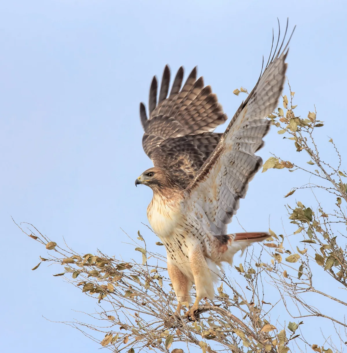 perch-and-scan