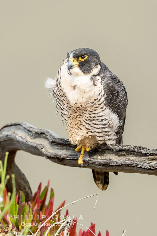 peregrine falcon facts