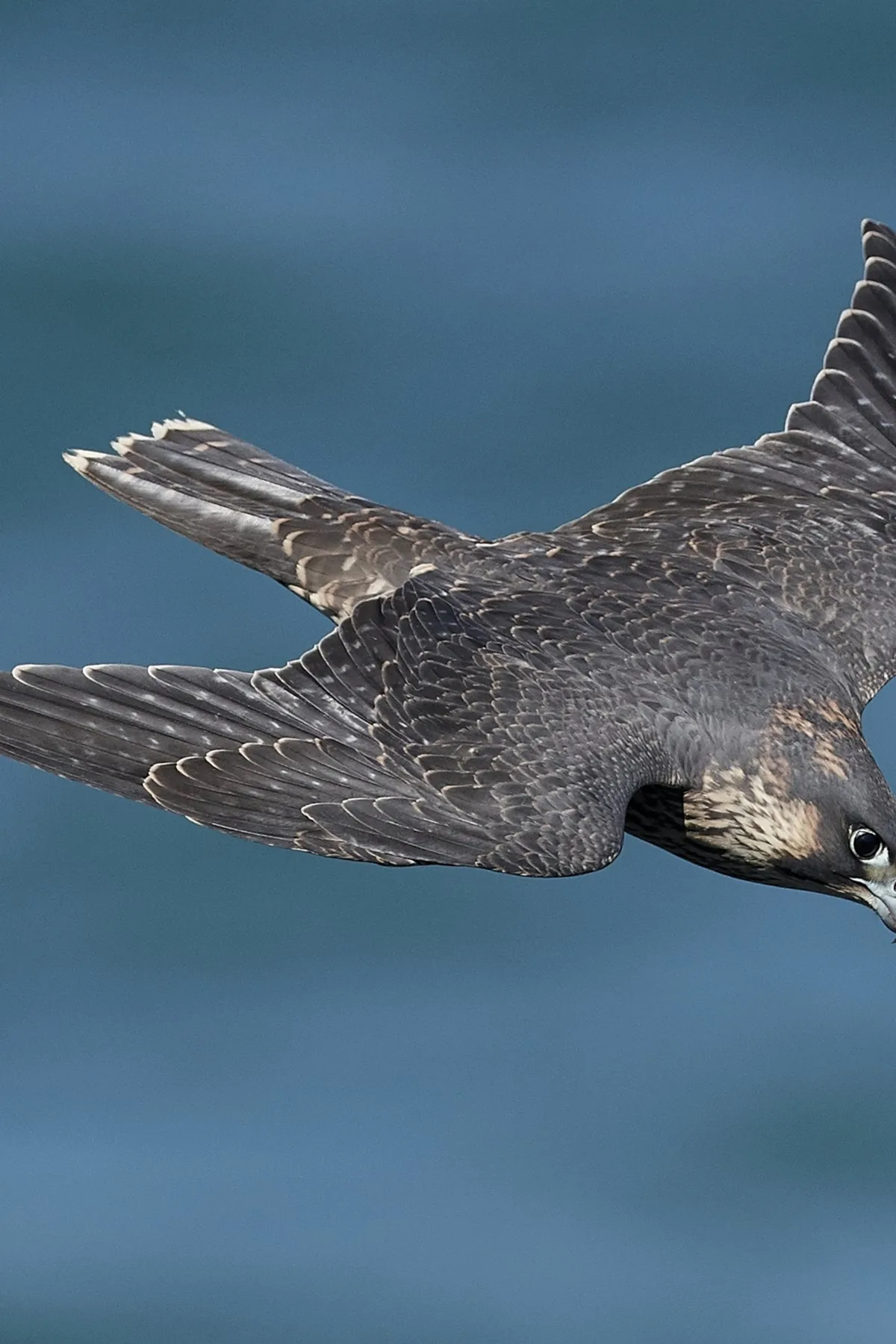 Peregrine Falcon