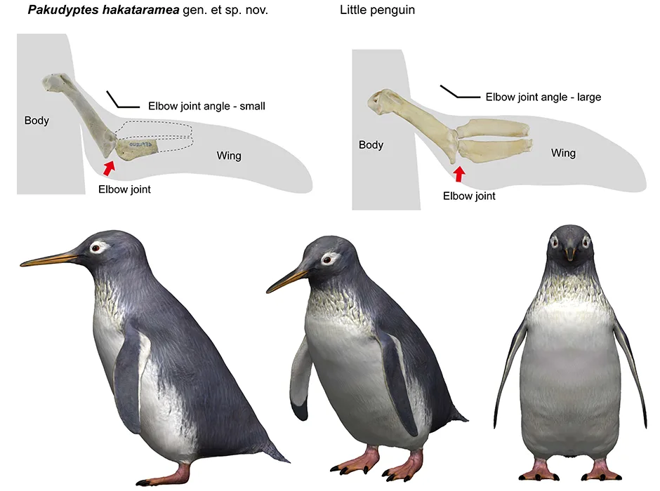 Physical Adaptations: From Wings to Legs