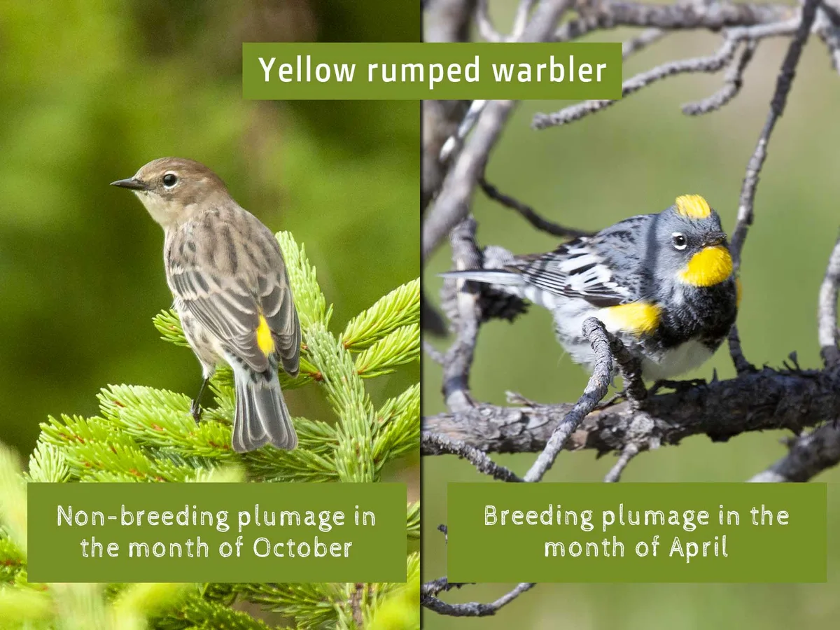 plumage changes