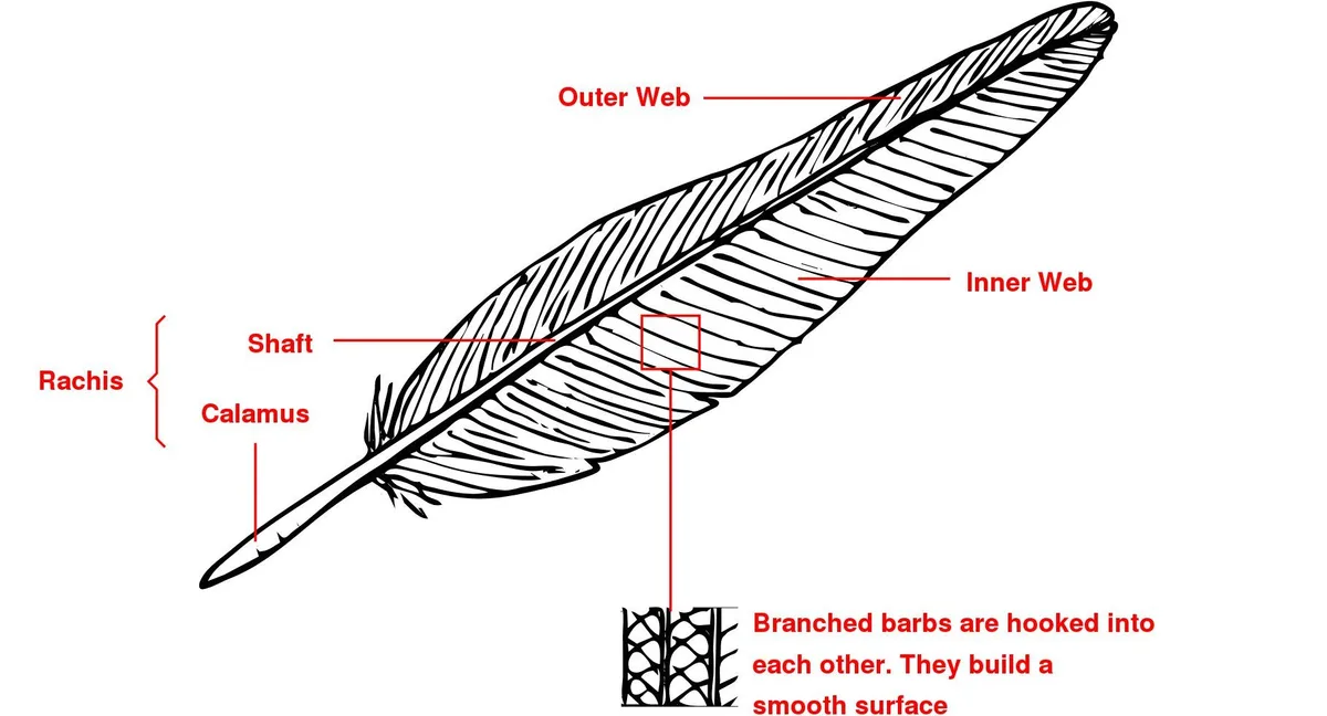 Plumage