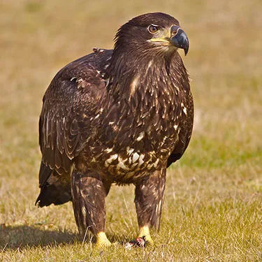 plumage
