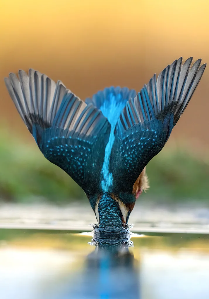 plunge-diving