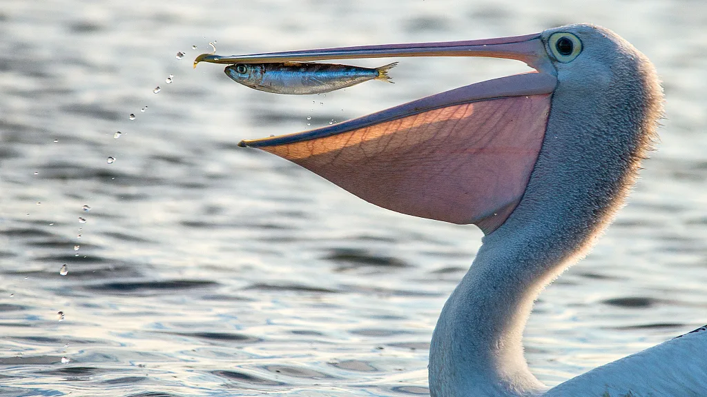 Pouch (gular pouch)