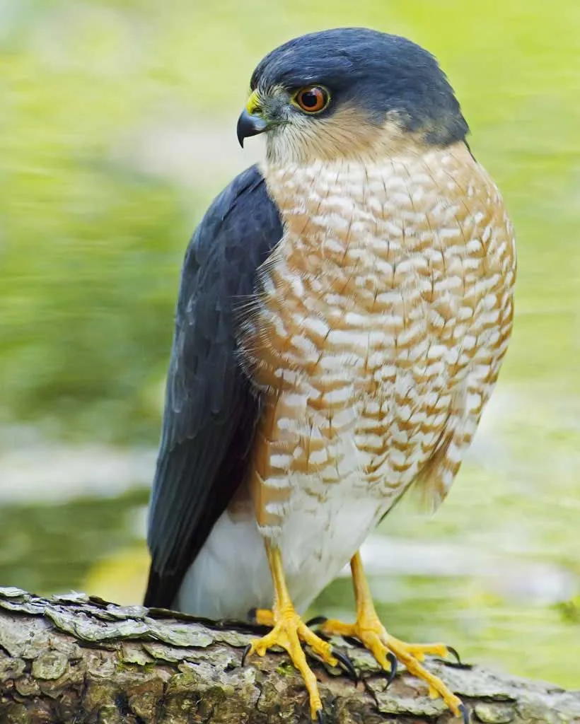 predation risks
