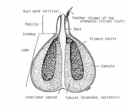 Preen gland