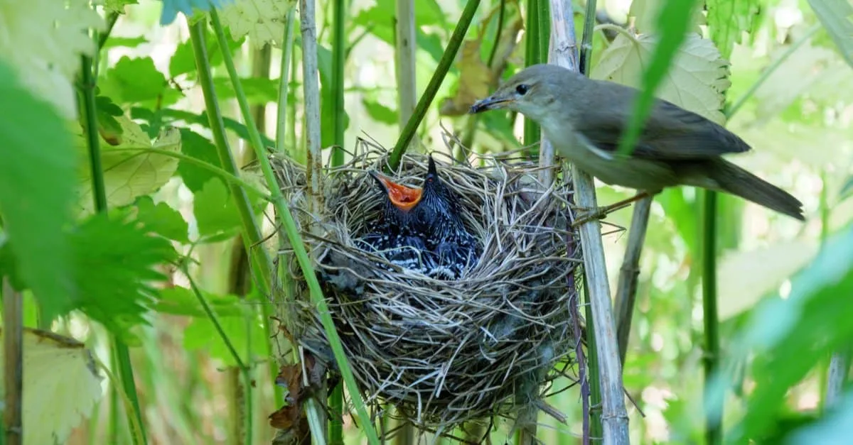 Preferred Plants for Goldfinch Nests