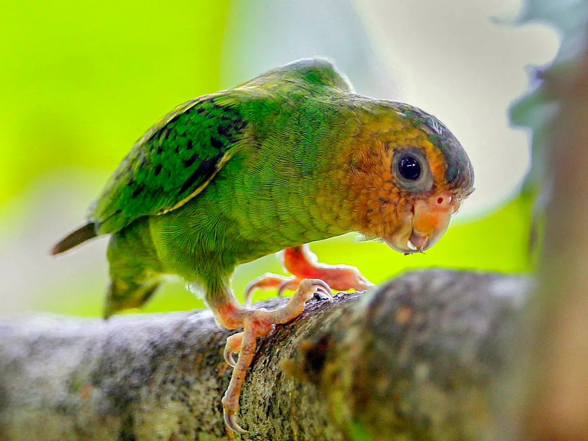 Pygmy Parrot