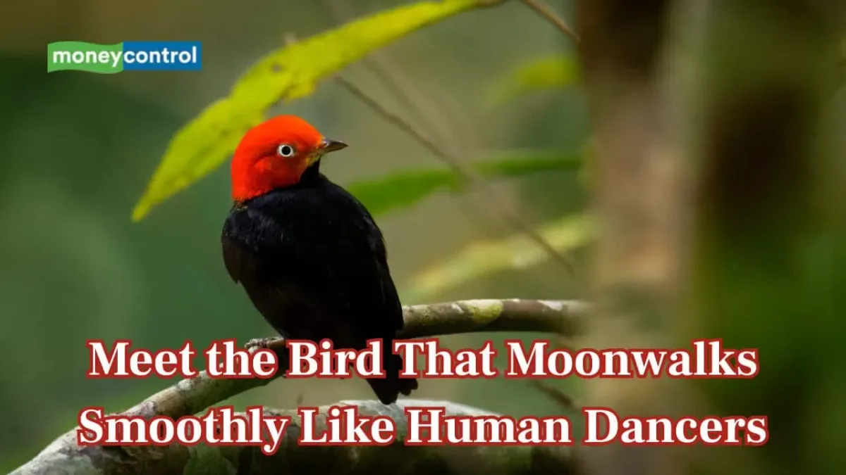 red-capped manakin courtship display