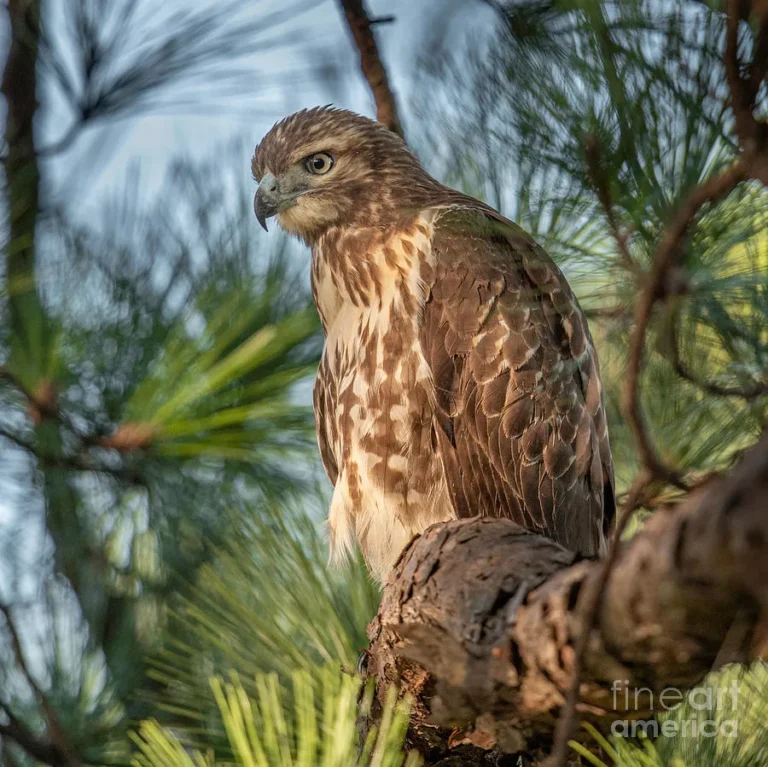 Red-tailed Hawk diet