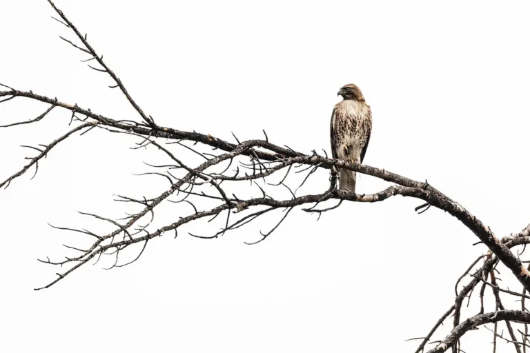 red tailed hawk facts