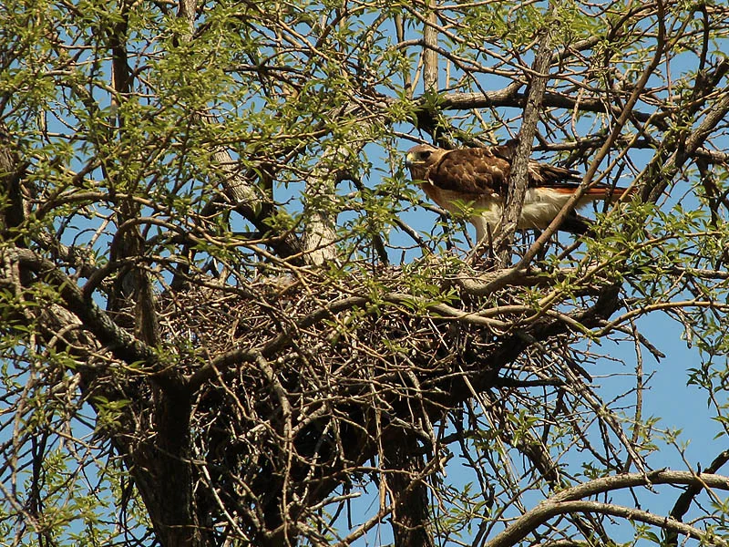 Red-tailed Hawk Nests