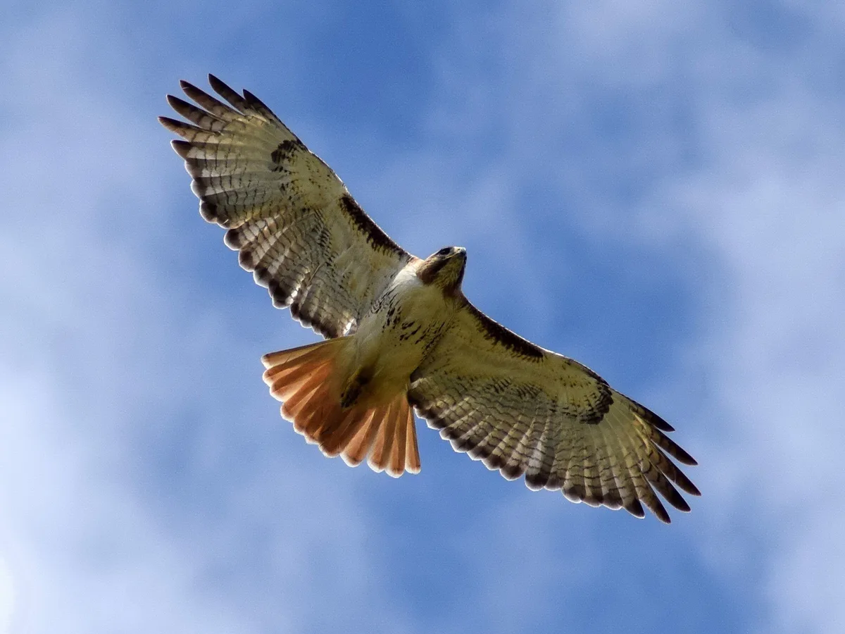Red-Tailed Hawks in Captivity: A Different Story