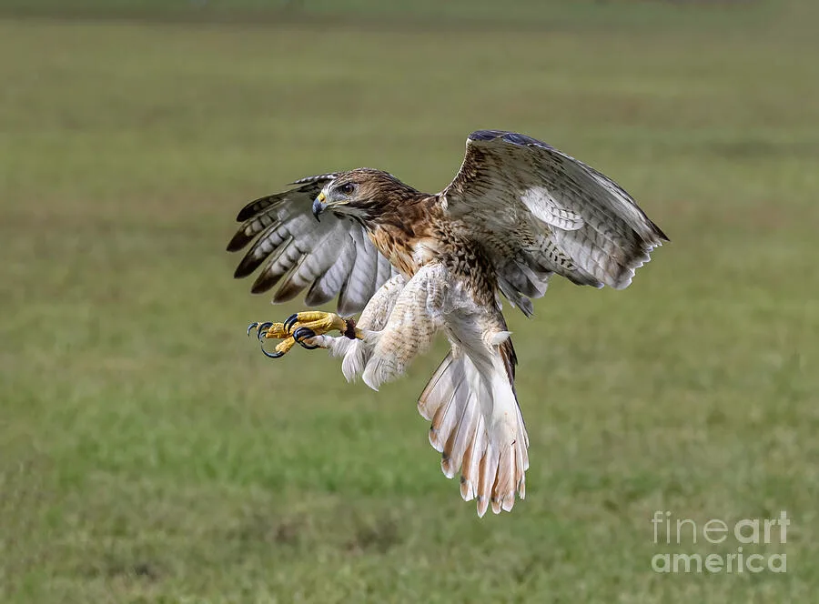 Red-Tailed Hawks in the Wild: What's the Average?
