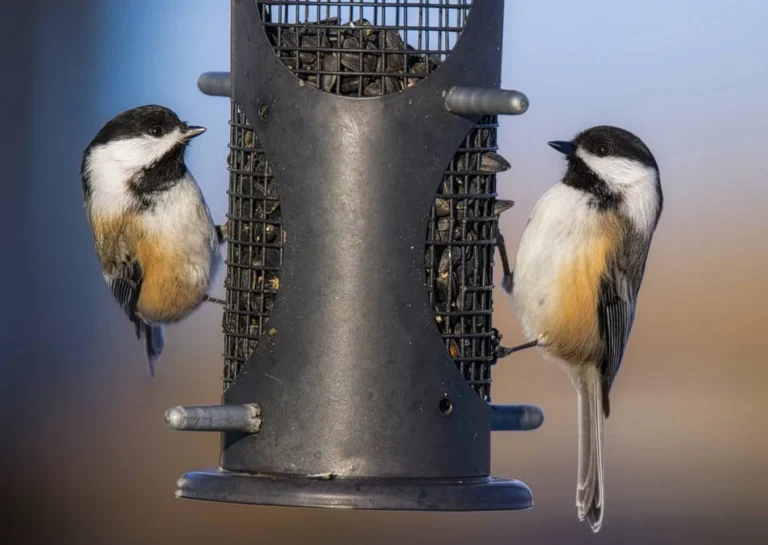 resident backyard birds