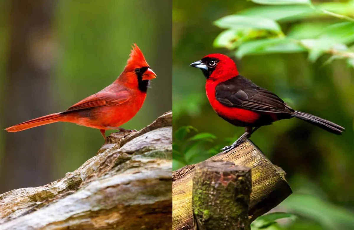 resident vs migratory birds
