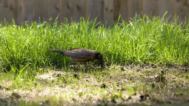 Robin Foraging and Thawing Ground