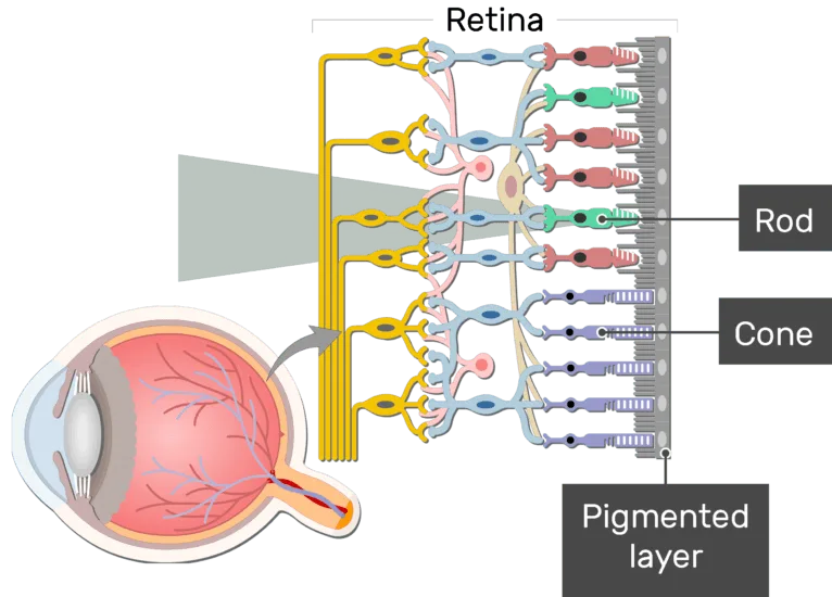 Rod cells (in the retina)