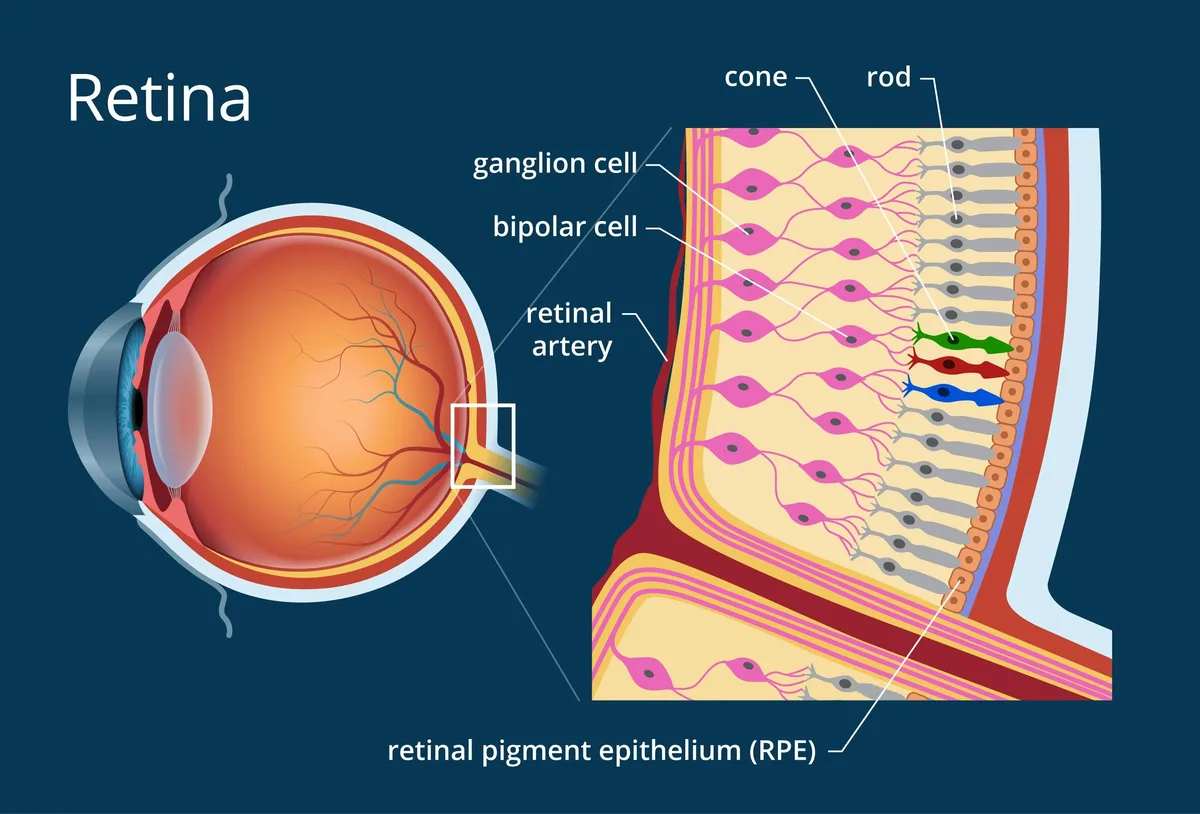 rod cells