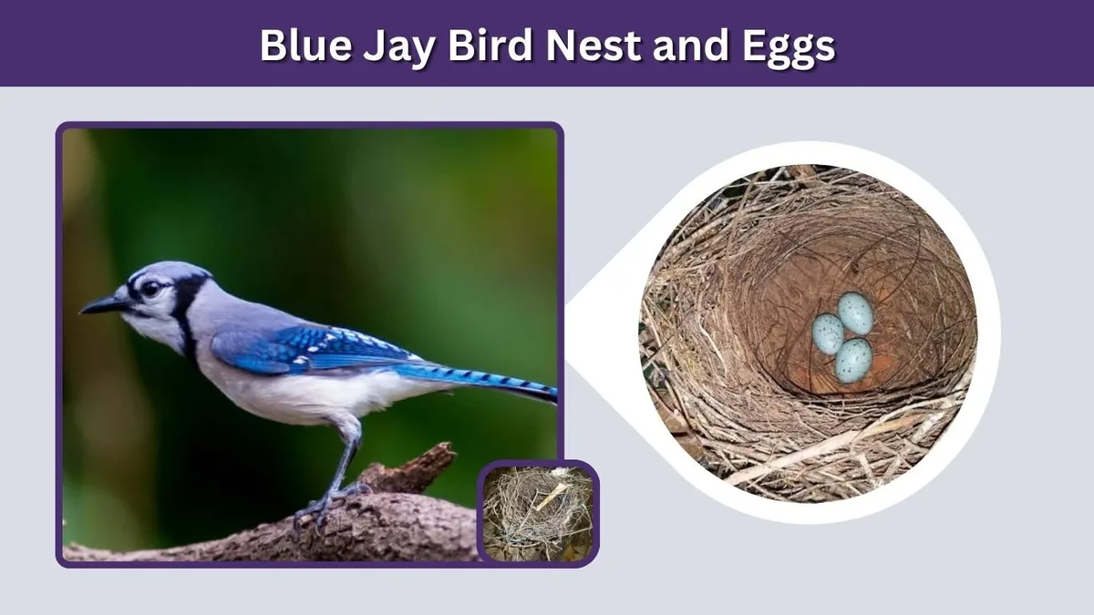 Roosting vs. Nesting