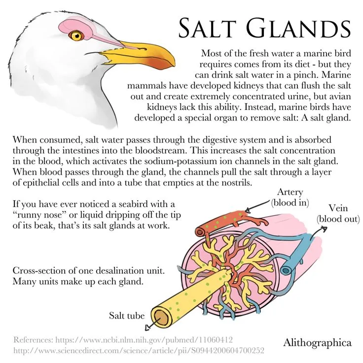salt glands