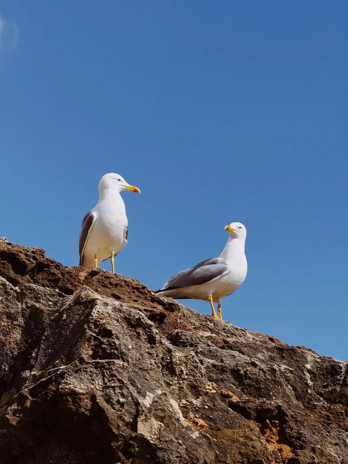 Seagull Roosting Spots