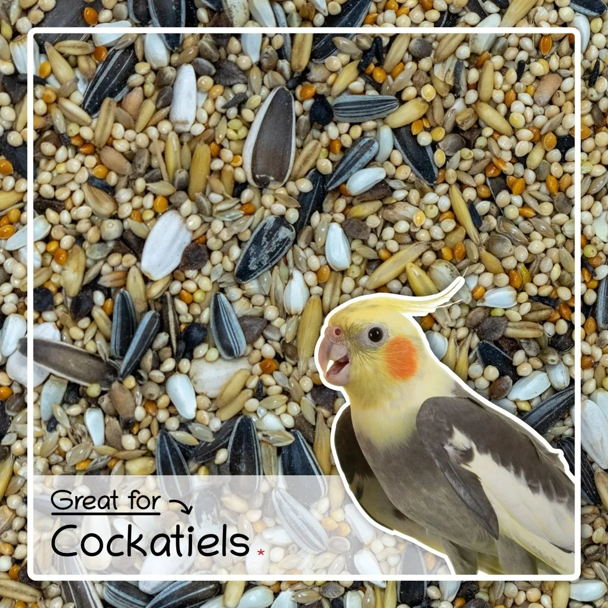 seed-only diet bird health risks
