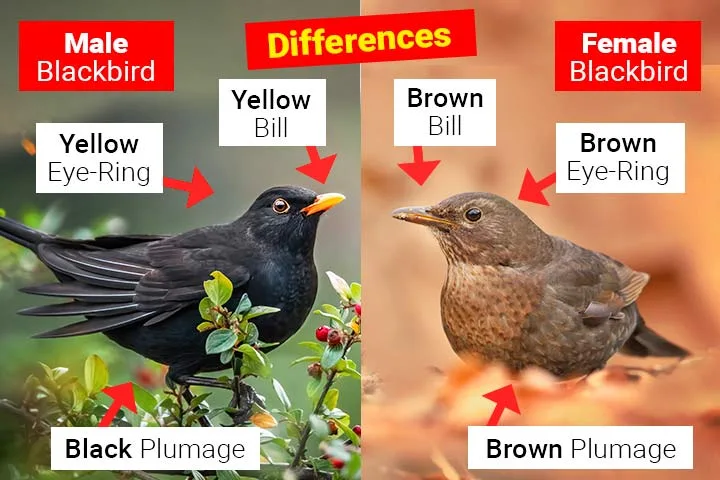 sexual dimorphism
