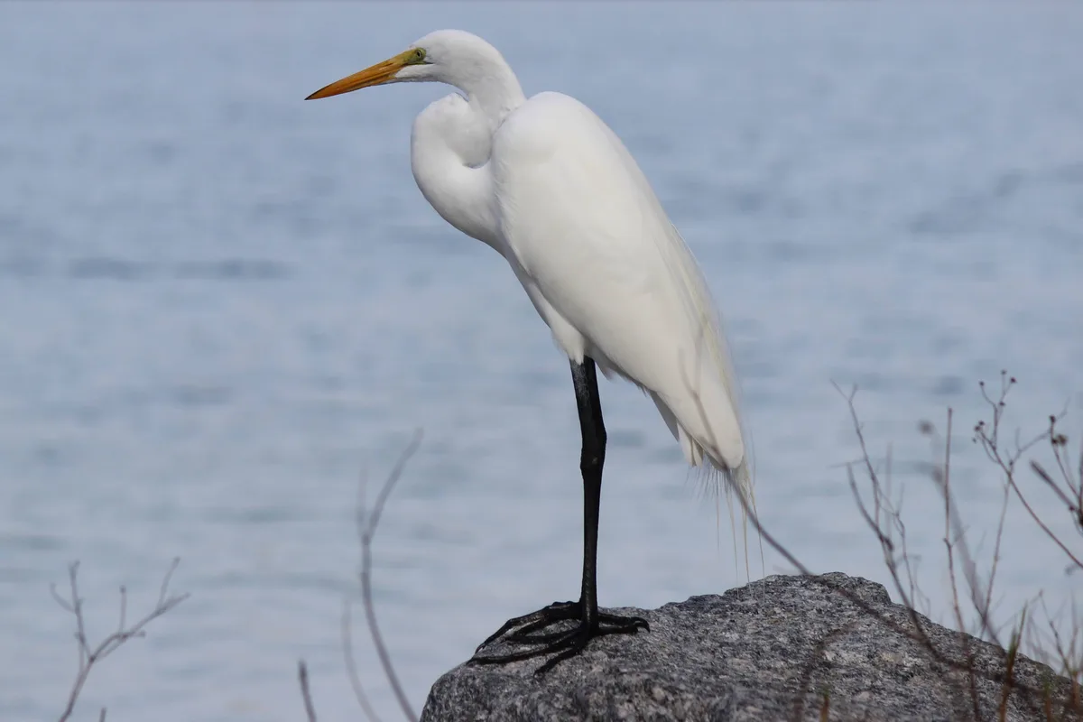 Sharp beaks for spearing