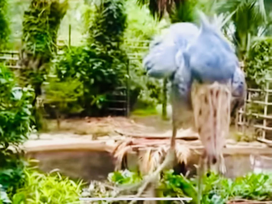 Shoebill hunting technique