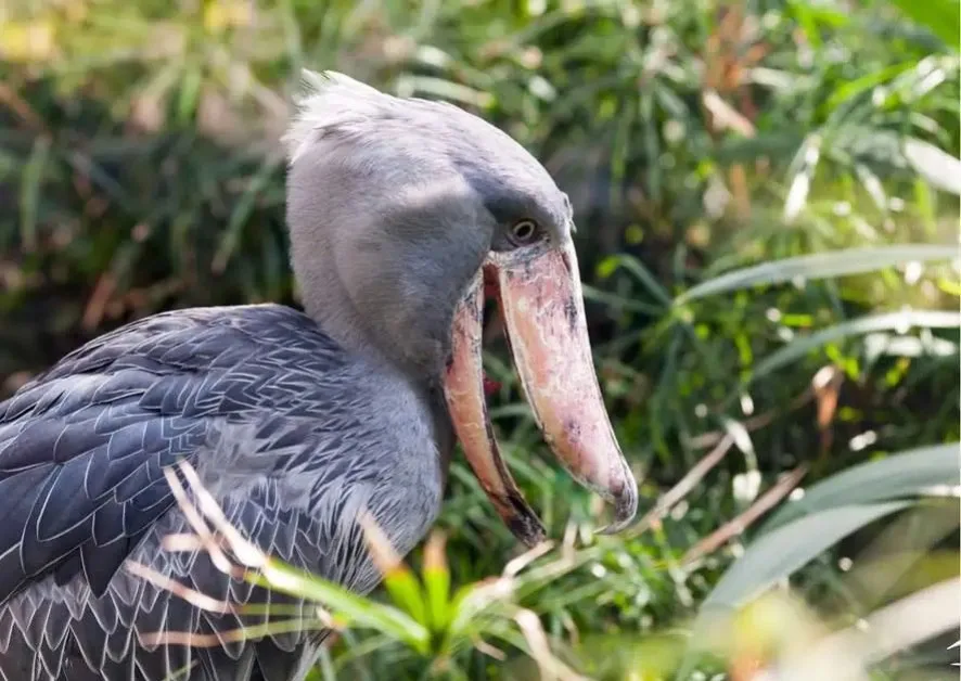 Shoebill stork large bill