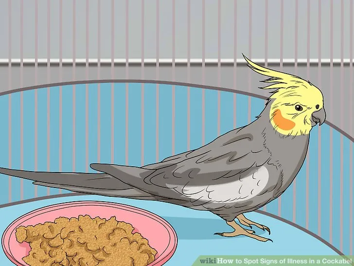 signs of bird distress