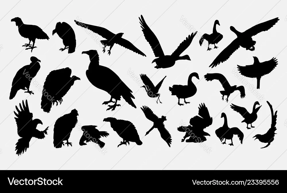 silhouette