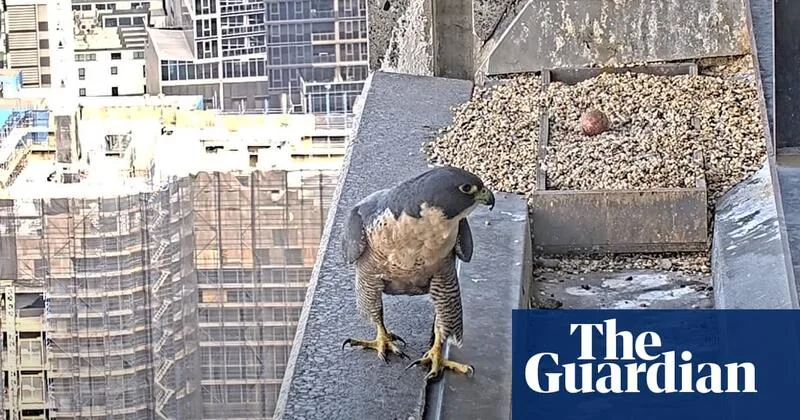 Skyscrapers as New Nesting Grounds