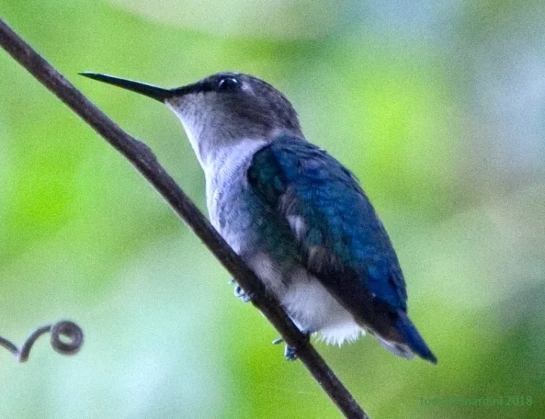 smallest birds in the world