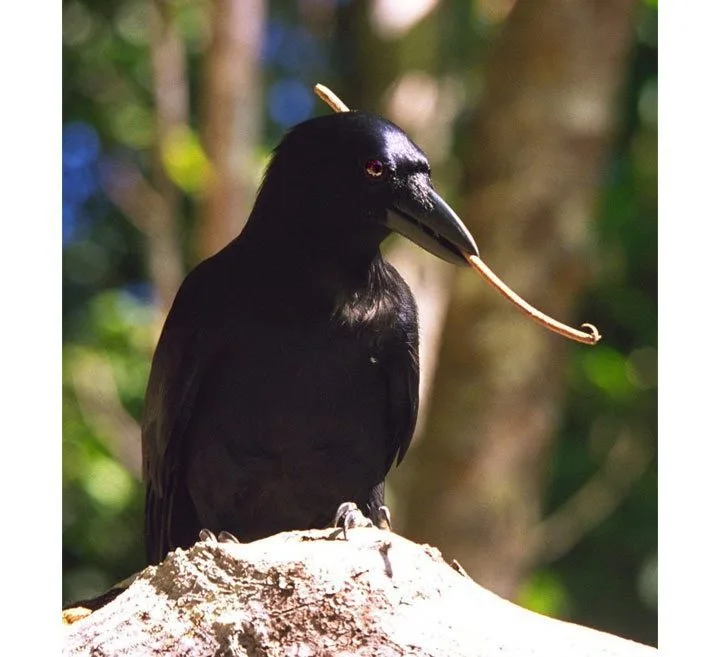smartest birds