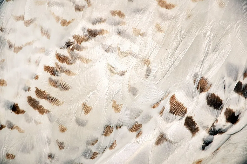 Snowy Owl feather structure