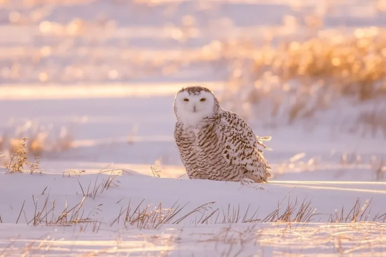 snowy owl migration