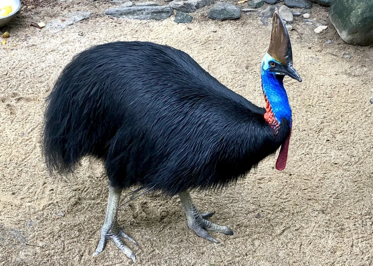 Southern Cassowary