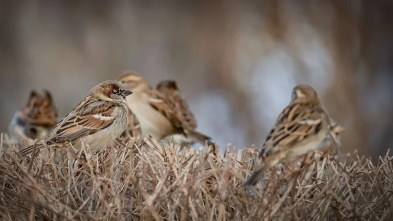 sparrows night roosting