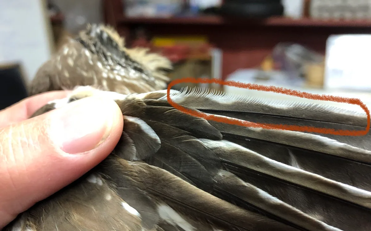Specialized feather structure for silent flight