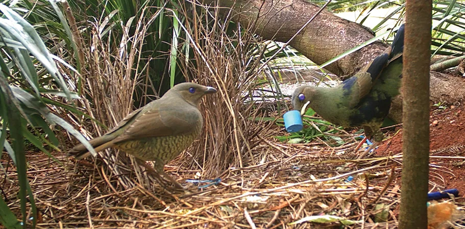 species-specific courtship