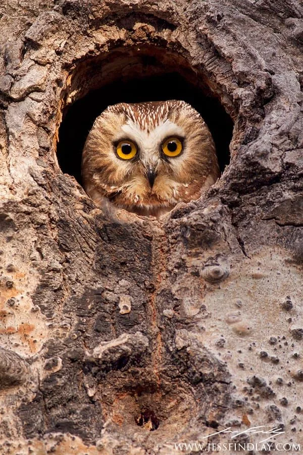 species-specific nesting windows