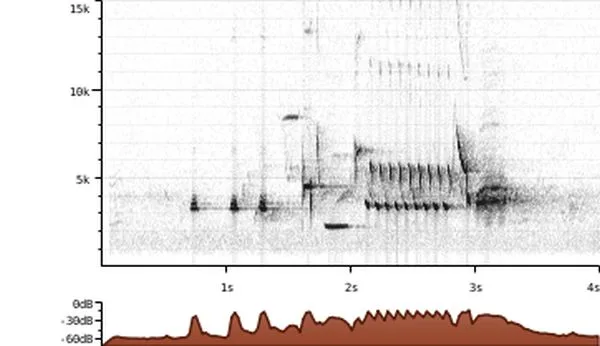 Spectrogram Analysis