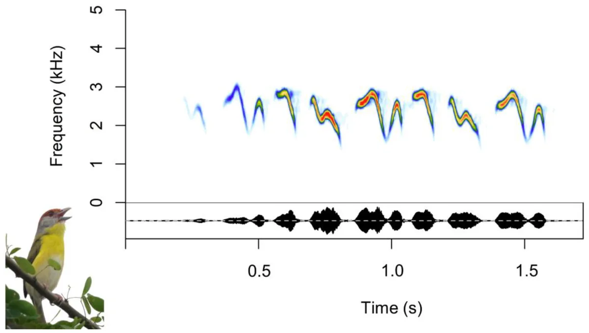 spectrograms
