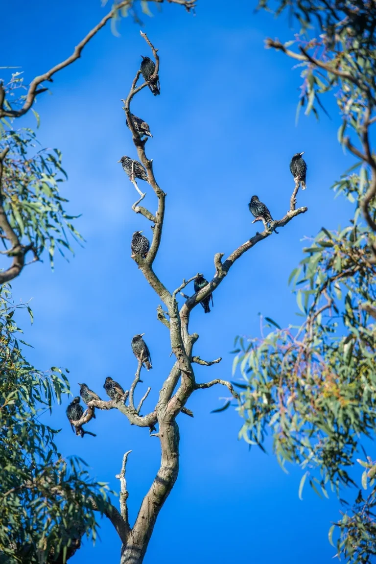 Starling roosts