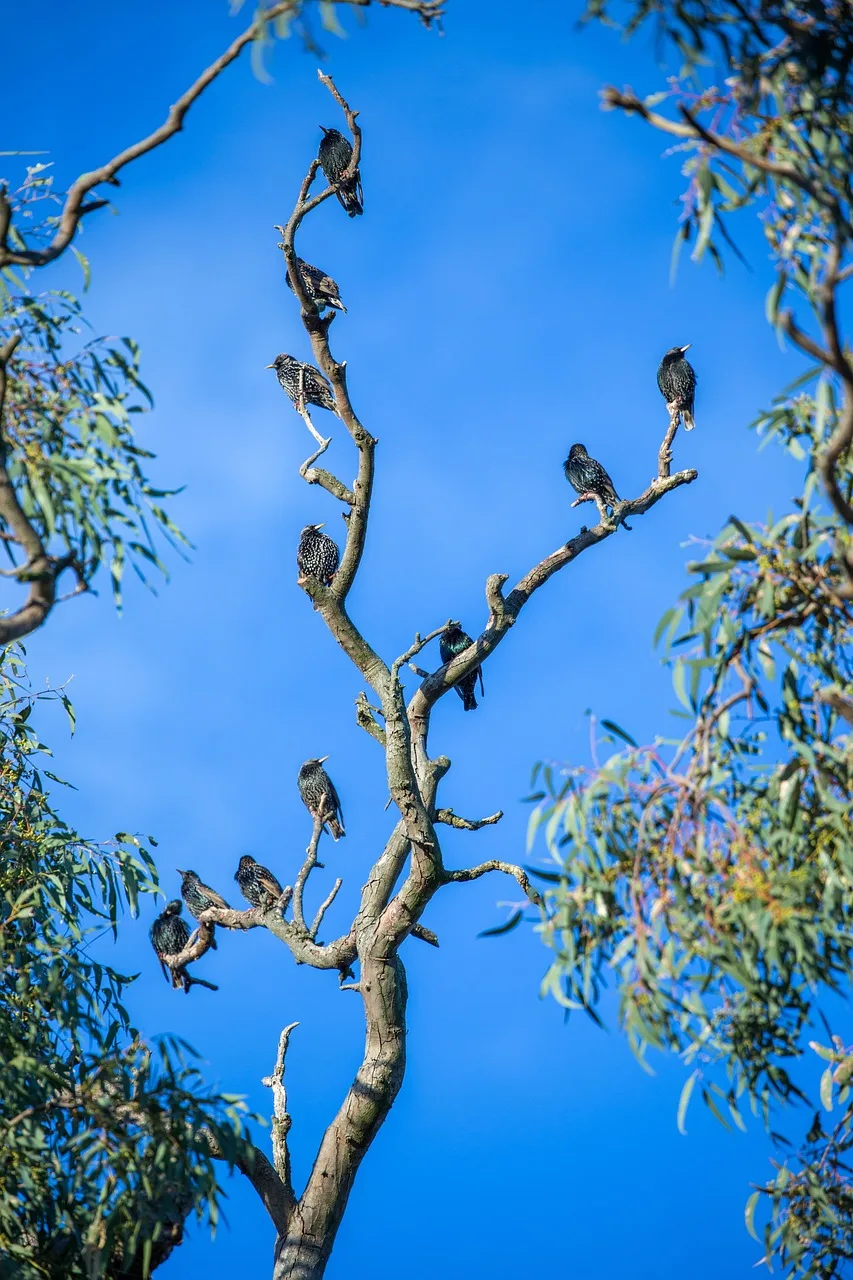 Starling roosts