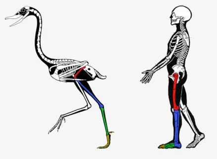stay apparatus bird leg